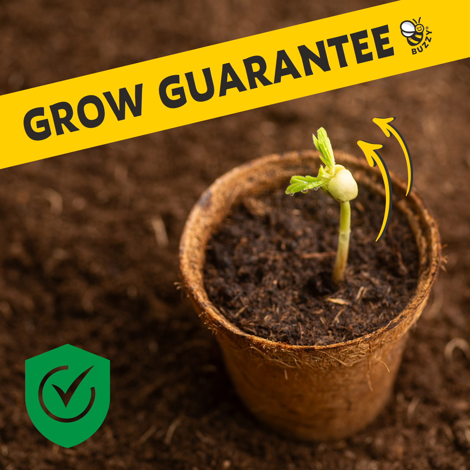Exotic Banana Plant Grow Kit